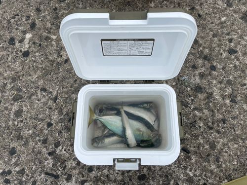 マイワシの釣果