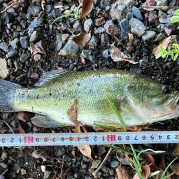 ブラックバス