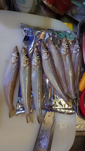 キスの釣果