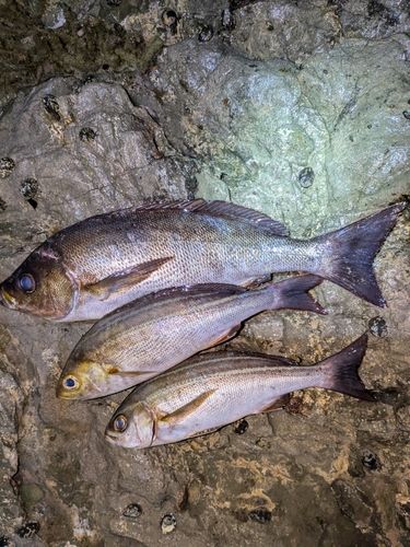 イサキの釣果
