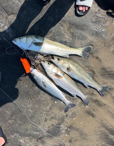 シーバスの釣果