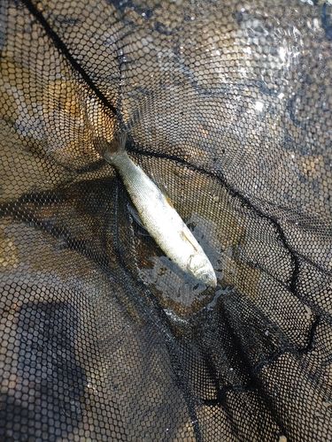 ウグイの釣果
