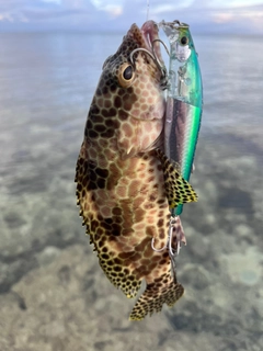 イシミーバイの釣果