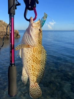 イシミーバイの釣果