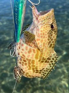 イシミーバイの釣果
