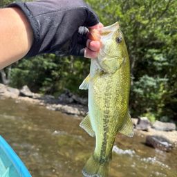 ラージマウスバス