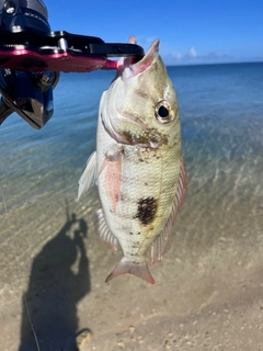 フエフキダイの釣果