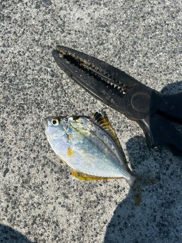 釣果