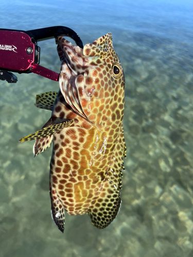 イシミーバイの釣果