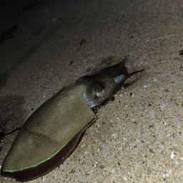コウイカ