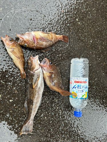 アイナメの釣果
