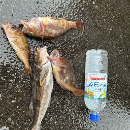 アイナメ