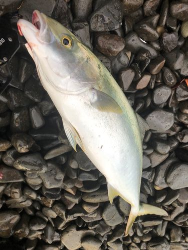 ブリの釣果