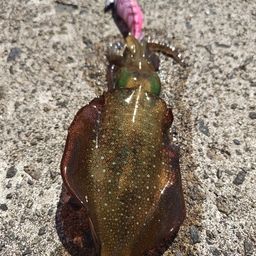 アオリイカ