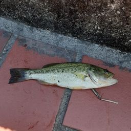 ラージマウスバス