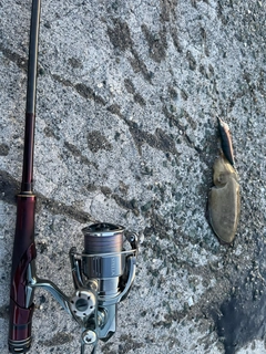 コウイカの釣果