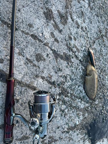 コウイカの釣果