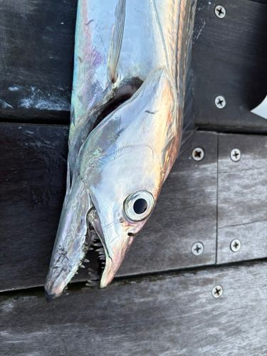 タチウオの釣果