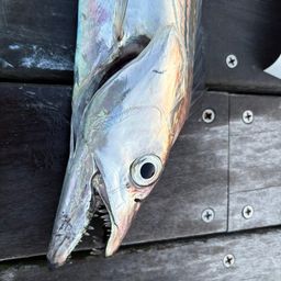 タチウオ