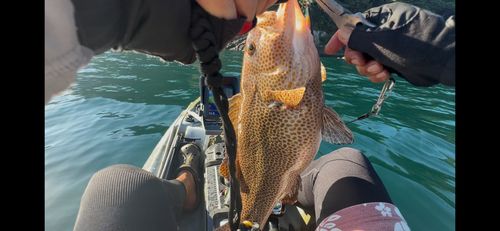 オオモンハタの釣果