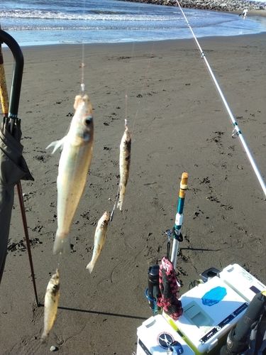 シロギスの釣果