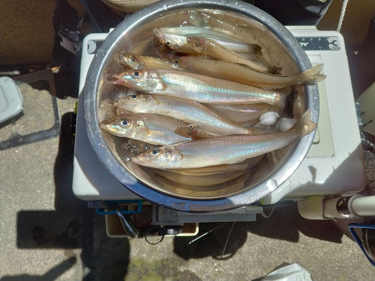 シロギス