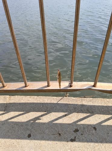 マハゼの釣果