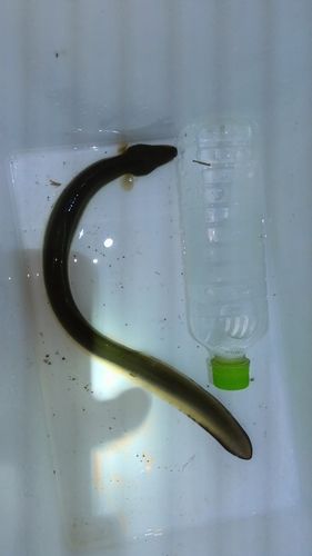 ウナギの釣果