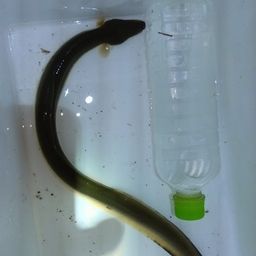 ウナギ