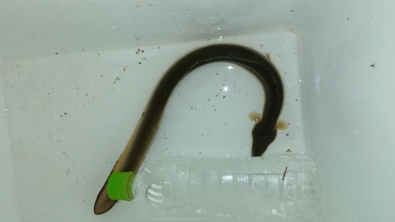 ウナギ