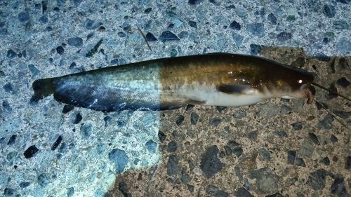 ニホンナマズの釣果