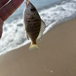 クロダイ