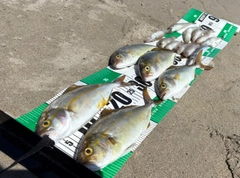 ショゴの釣果