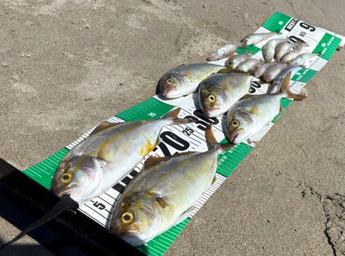 ショゴの釣果