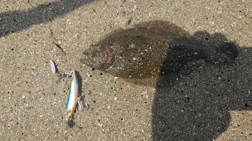 ソゲの釣果
