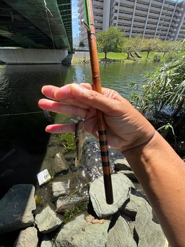 マハゼの釣果