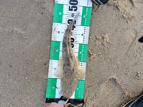 マゴチの釣果