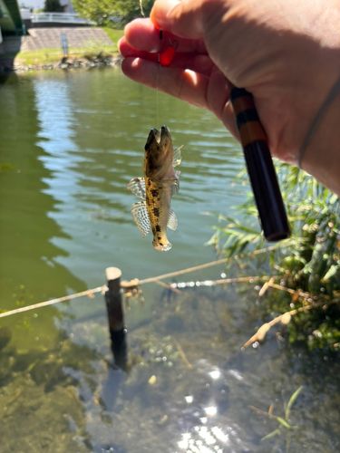ウロハゼの釣果