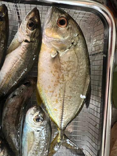 メッキの釣果