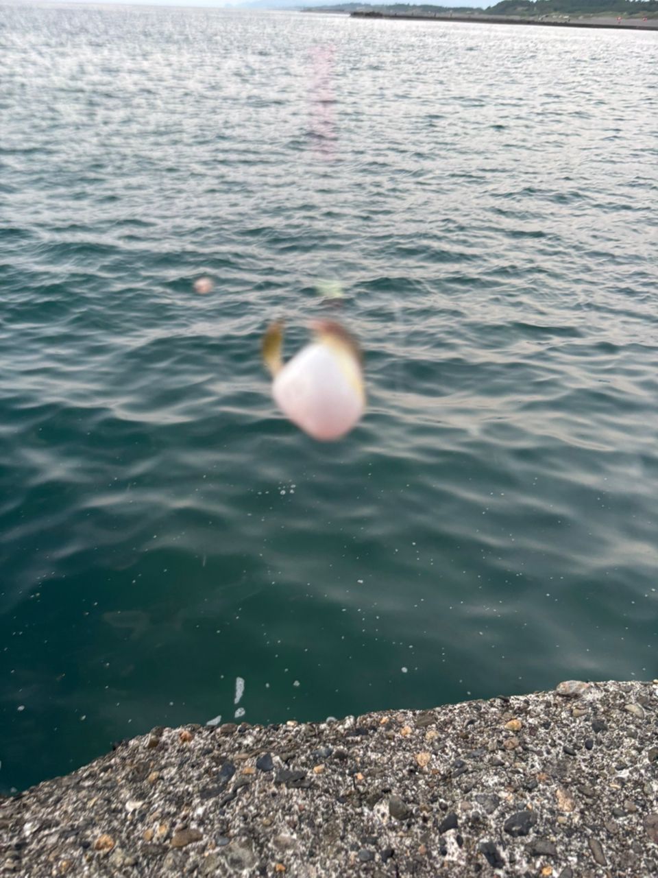 コモンフグ