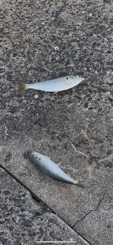 苅田港赤灯台