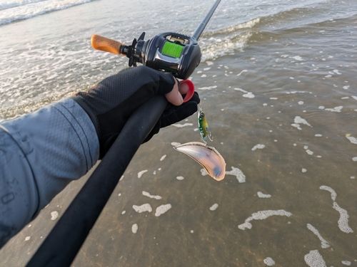 シタビラメの釣果