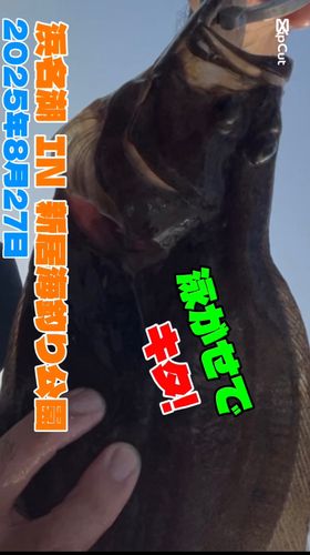 ソゲの釣果