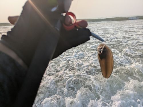 シタビラメの釣果