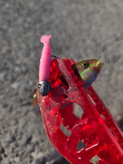 ニシキベラの釣果