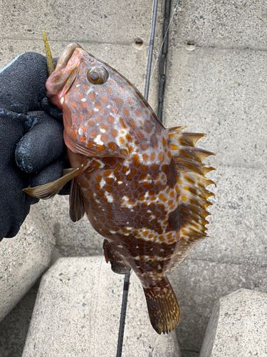 キジハタの釣果
