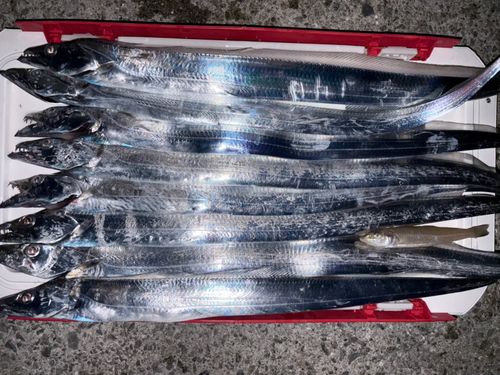 タチウオの釣果
