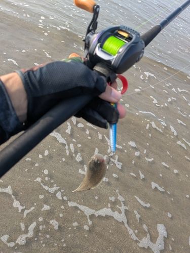 シタビラメの釣果
