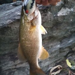 スモールマウスバス