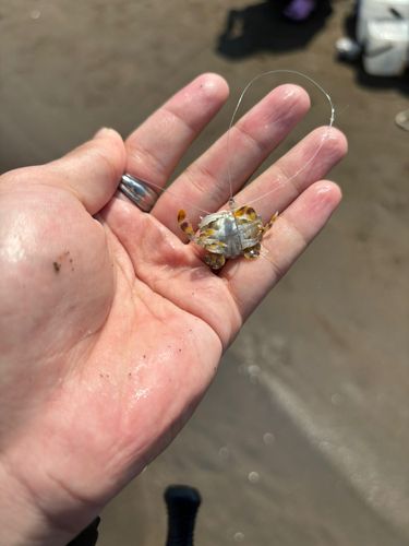 カニの釣果